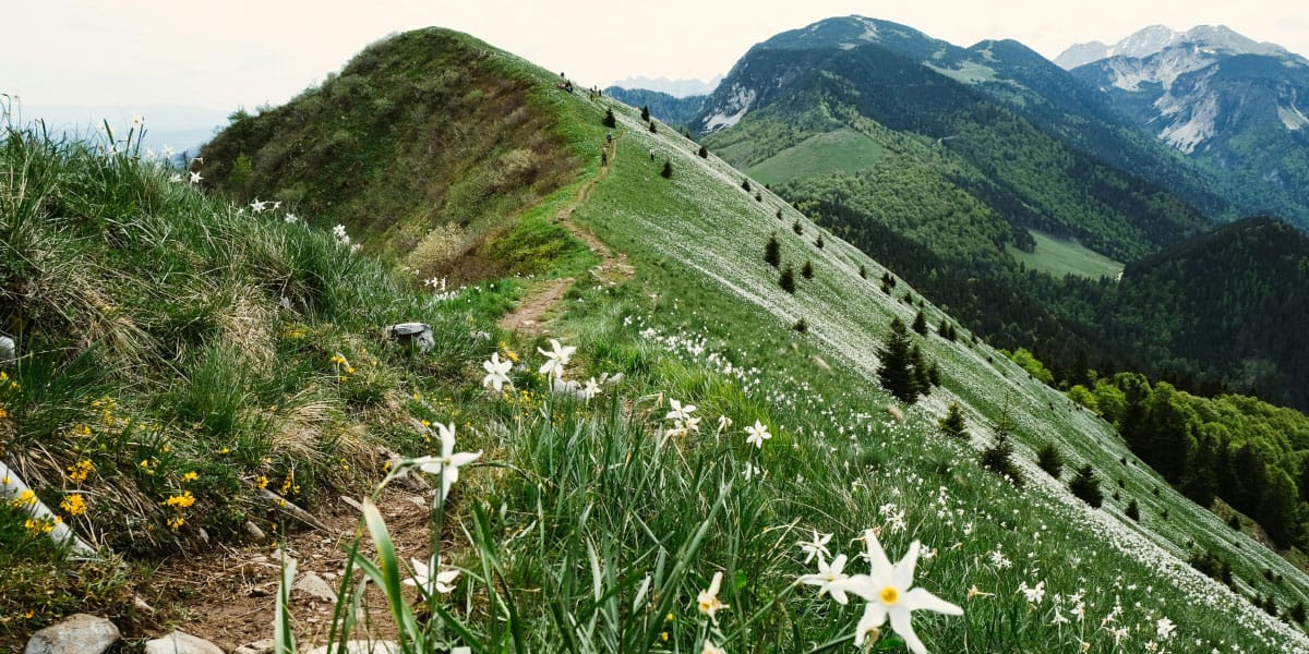 Slika članka