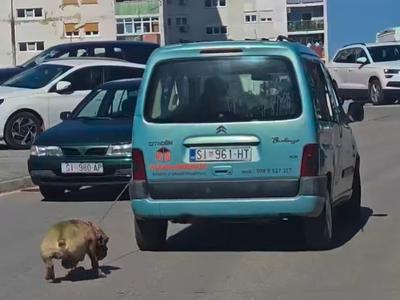 Slika članka