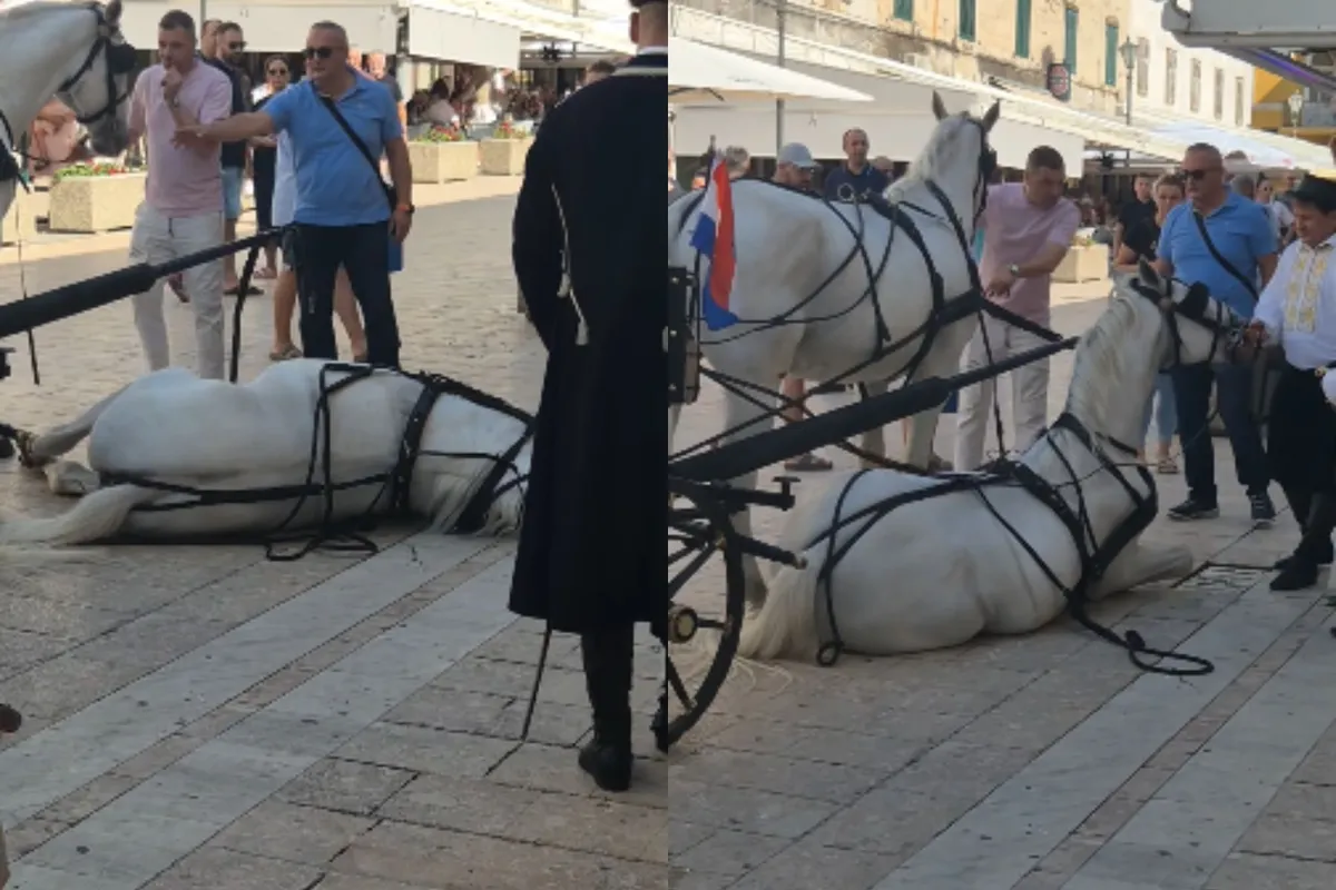 Slika članka
