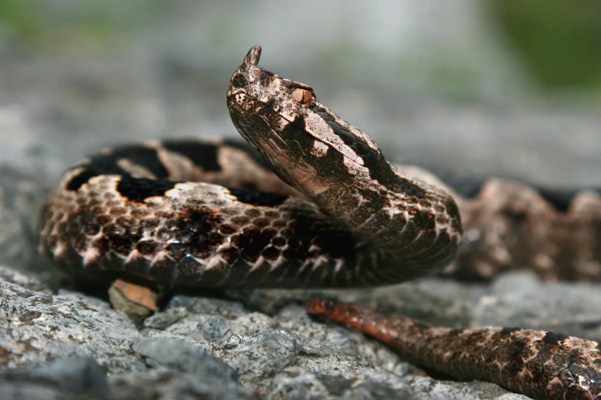Slika članka
