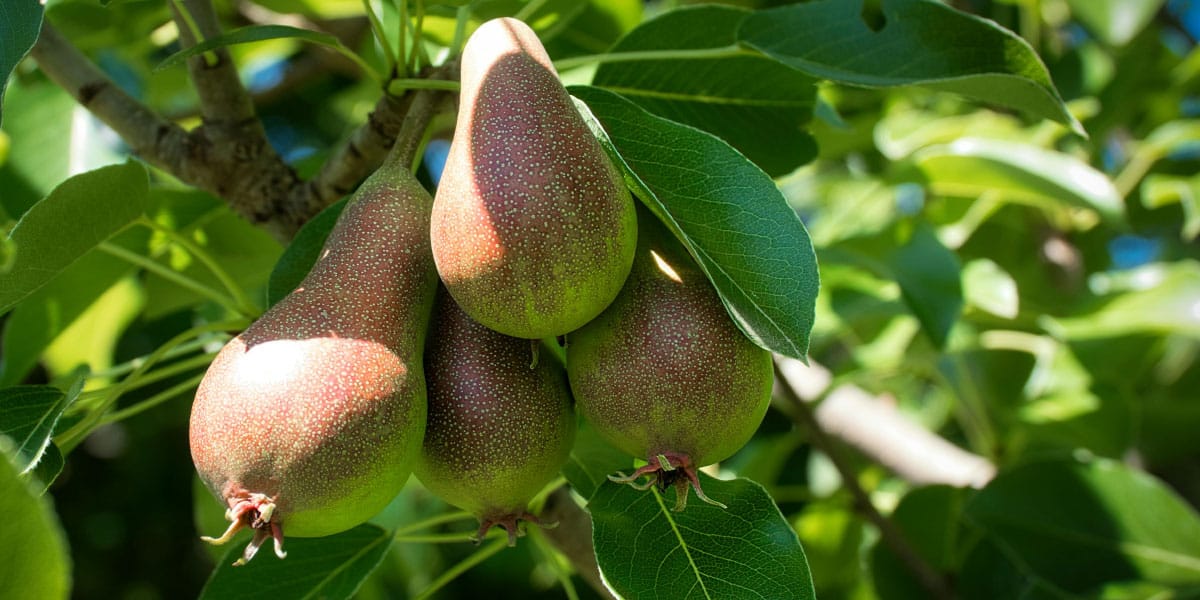 Slika članka