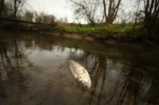 Slika članka
