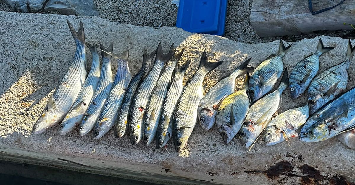 Slika članka