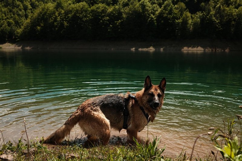 Slika članka