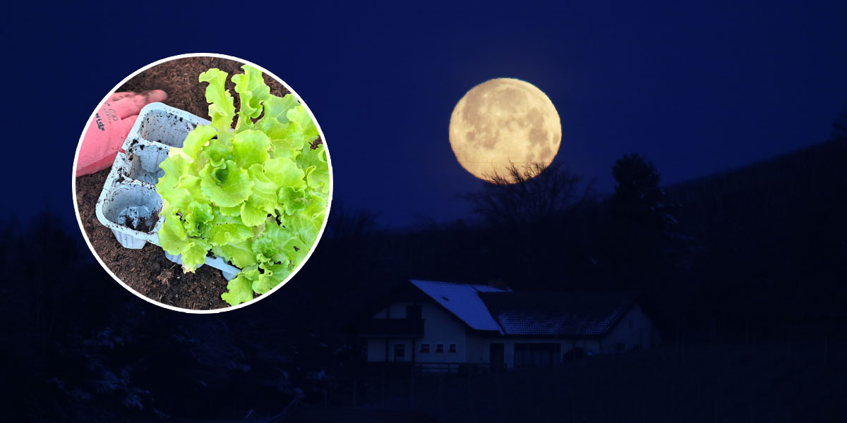 Slika članka