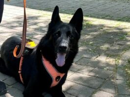 Slika članka