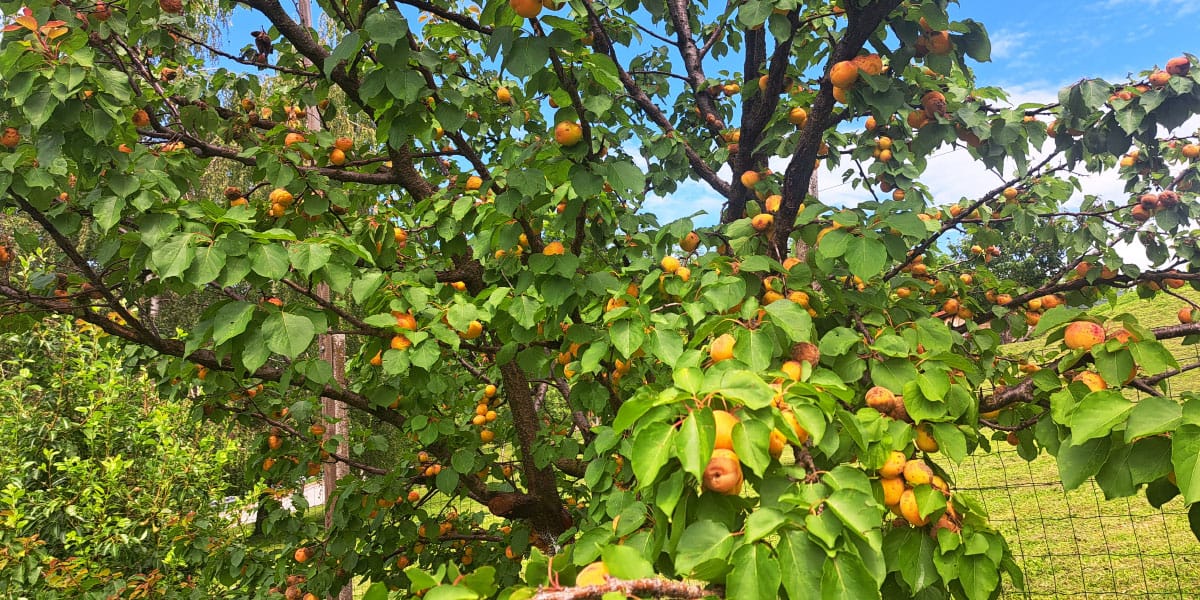 Slika članka
