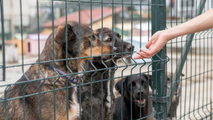 Slika članka