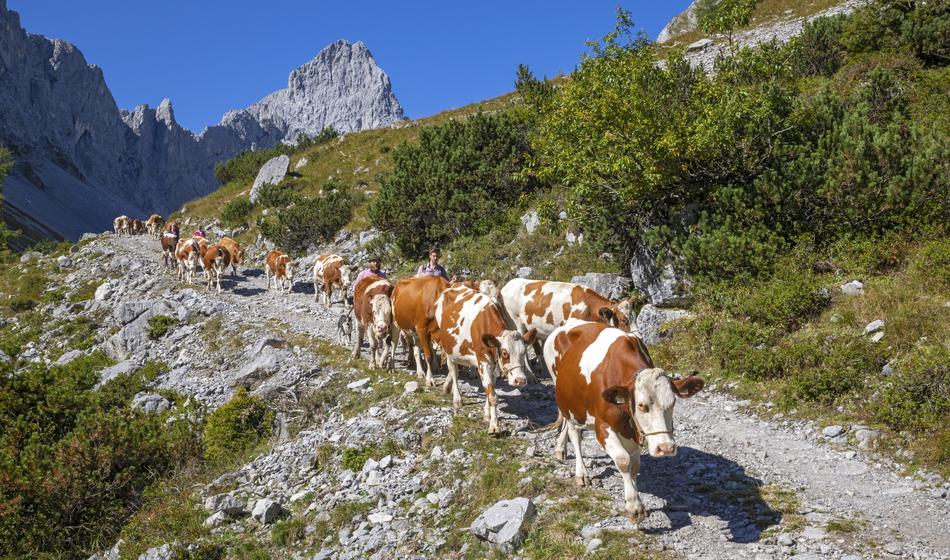 Slika članka