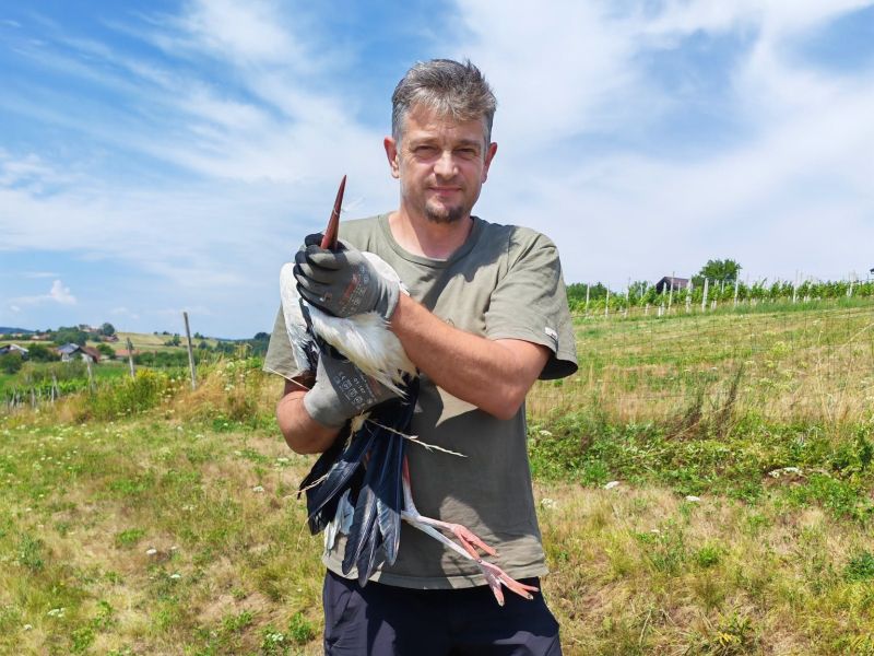 Slika članka