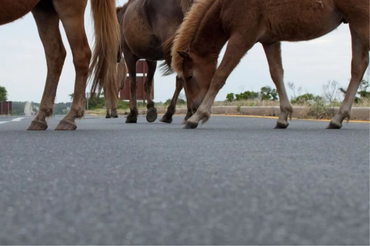 Slika članka