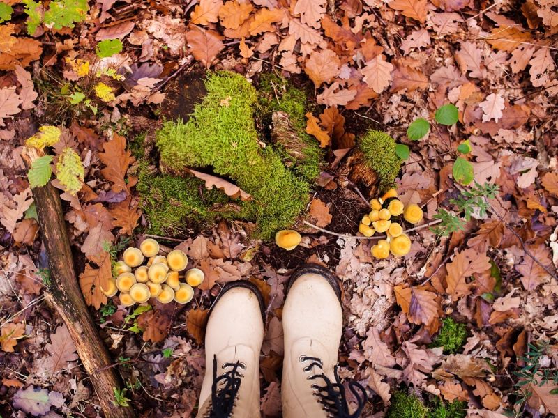 Slika članka