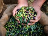 Slika članka