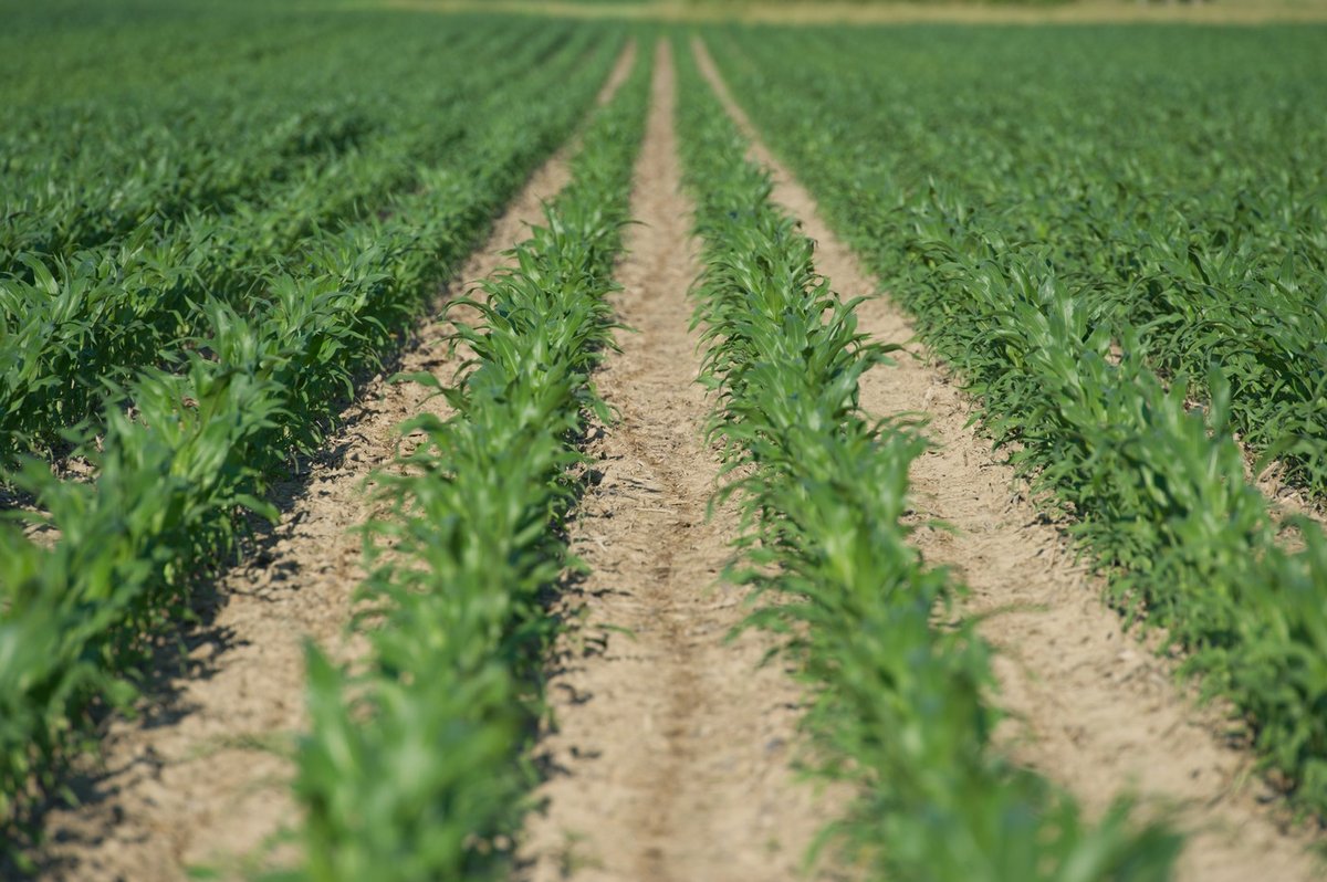 Slika članka