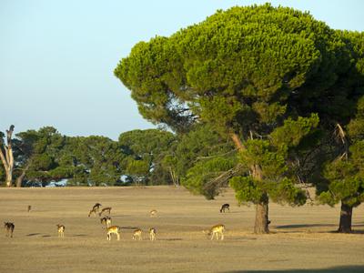 Slika članka
