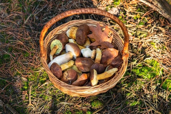 Slika članka