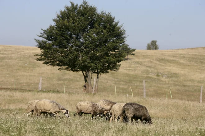Slika članka