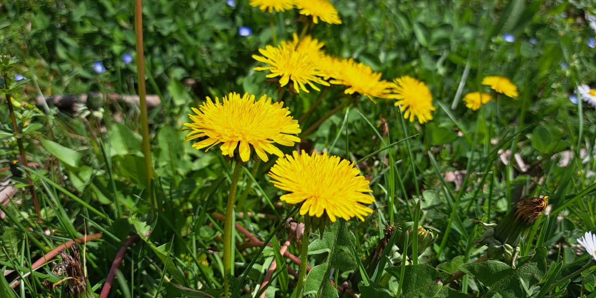 Slika članka