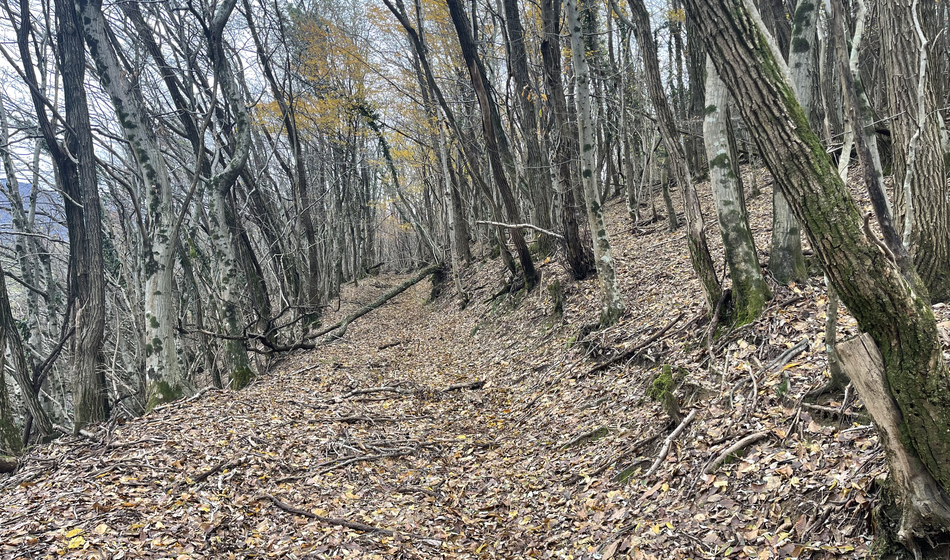 Slika članka