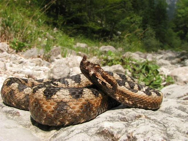 Slika članka