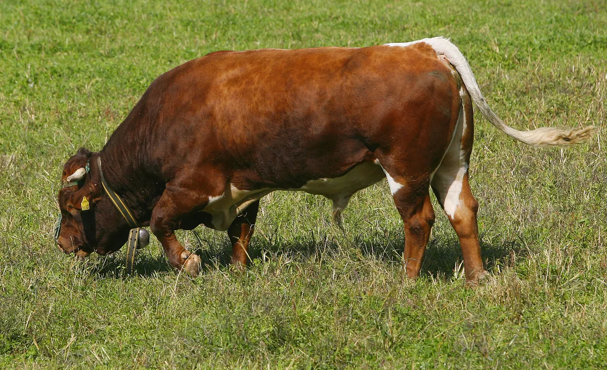 Slika članka