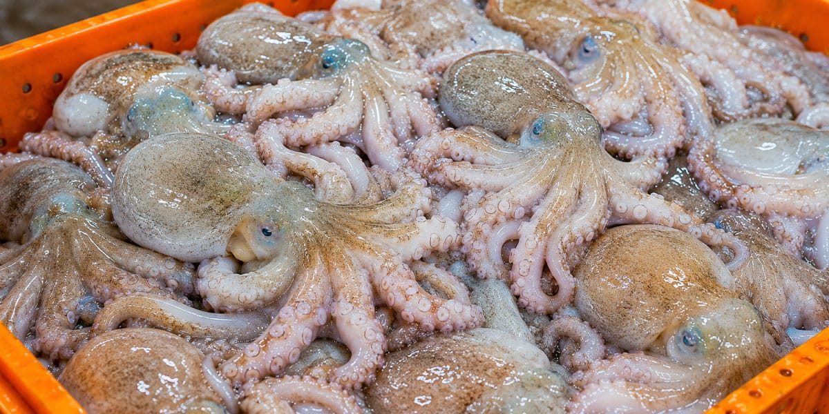 Slika članka