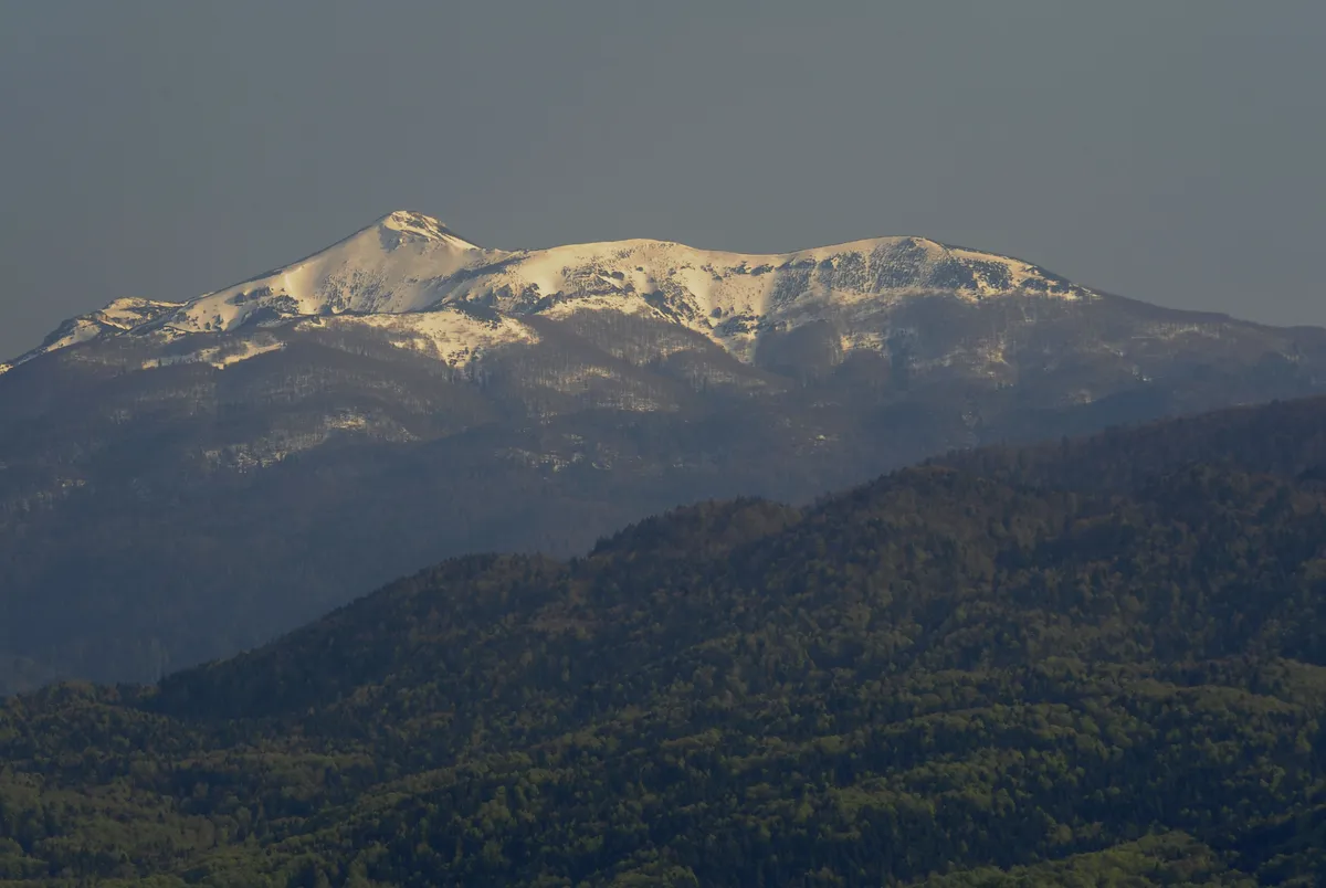 Slika članka