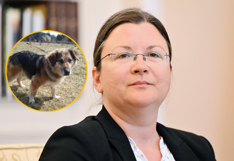 Slika članka