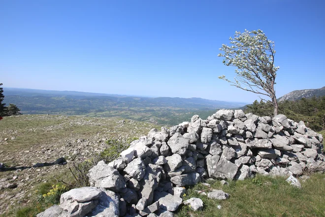 Slika članka