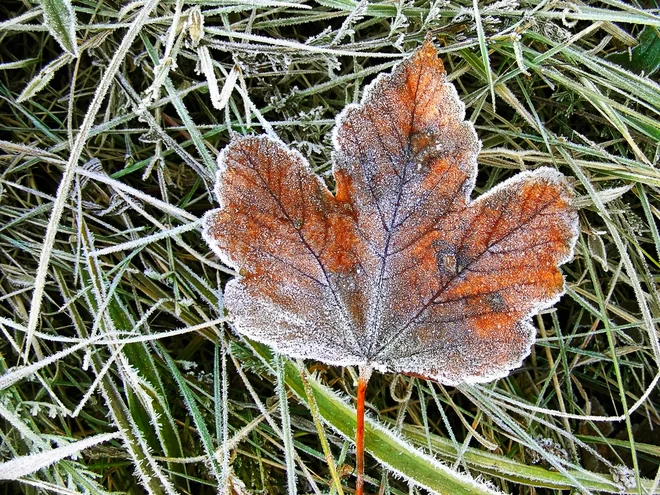 Slika članka