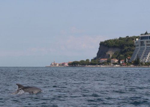 Slika članka