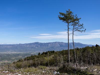Slika članka