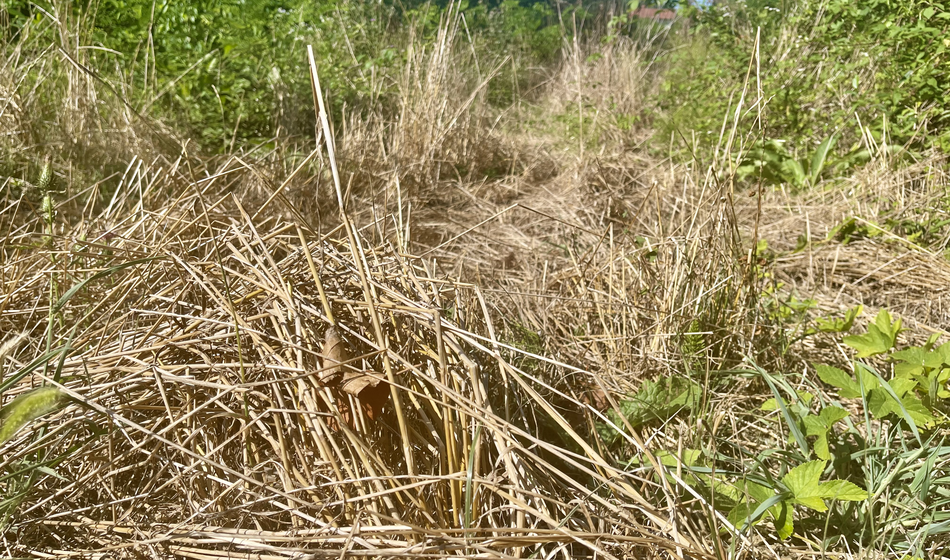Slika članka